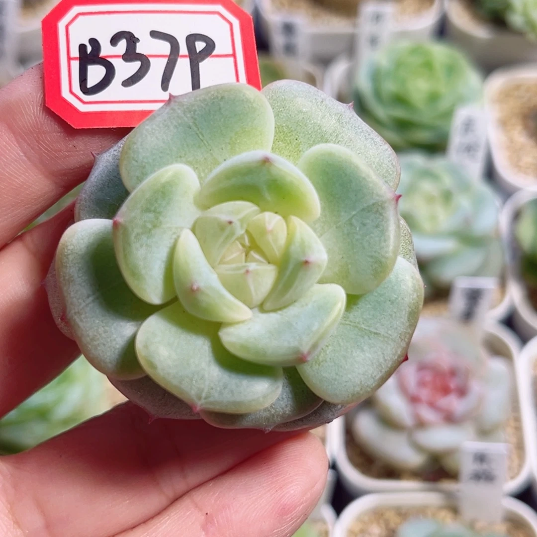 B379 一物一拍 忘忧