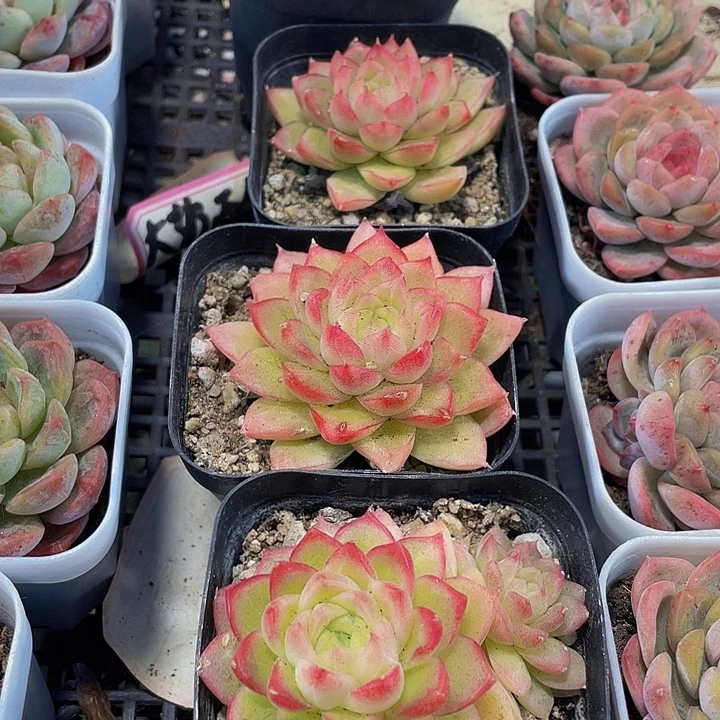 红女王带盆土发家