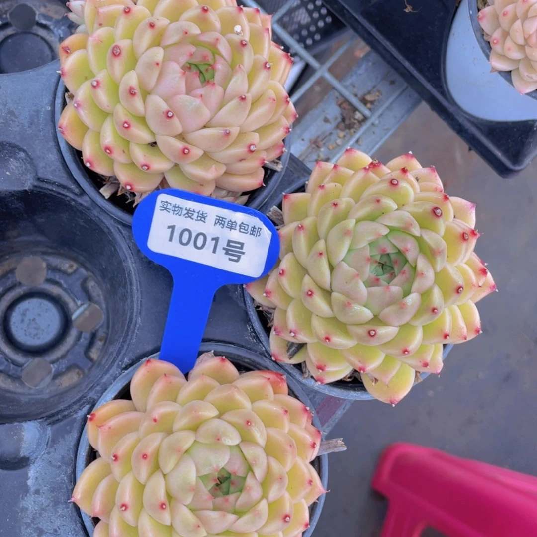 1001号大头麦秆一个