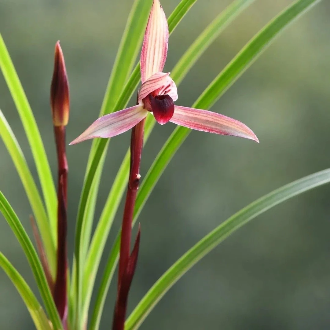 春兰滇红素名贵兰花苗室内阳台庭院绿植盆栽花卉