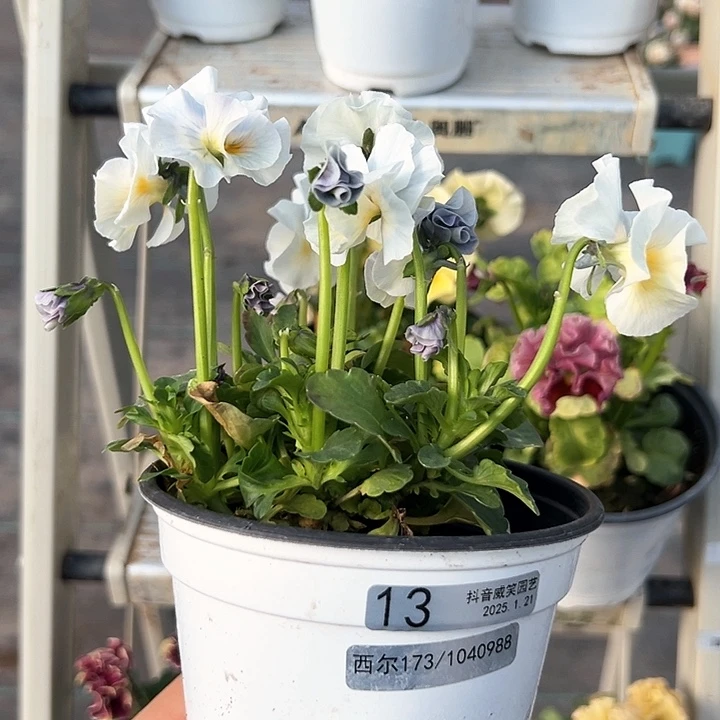 红陶抖音直播闪拍13