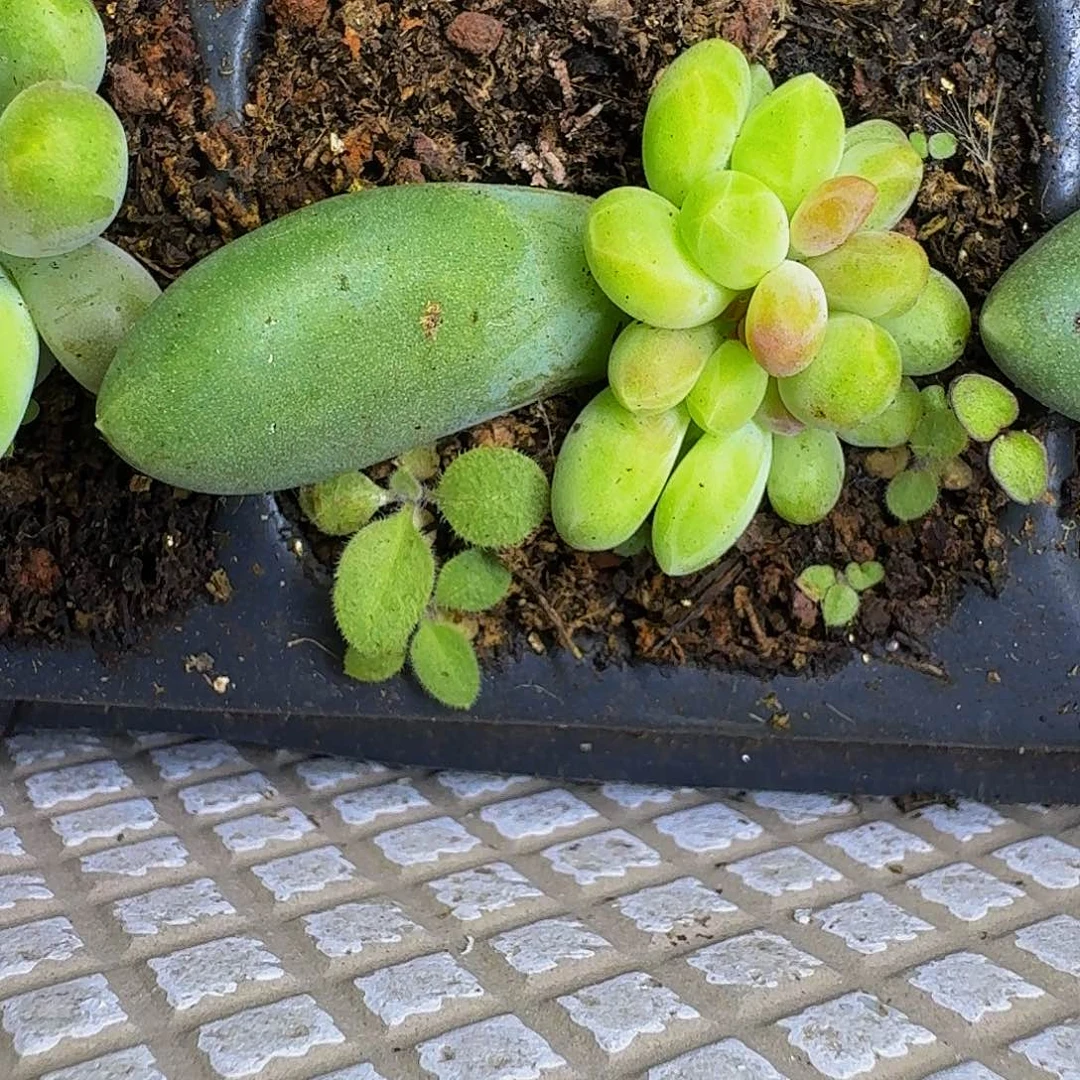迷雾森林 叶插 一物一拍