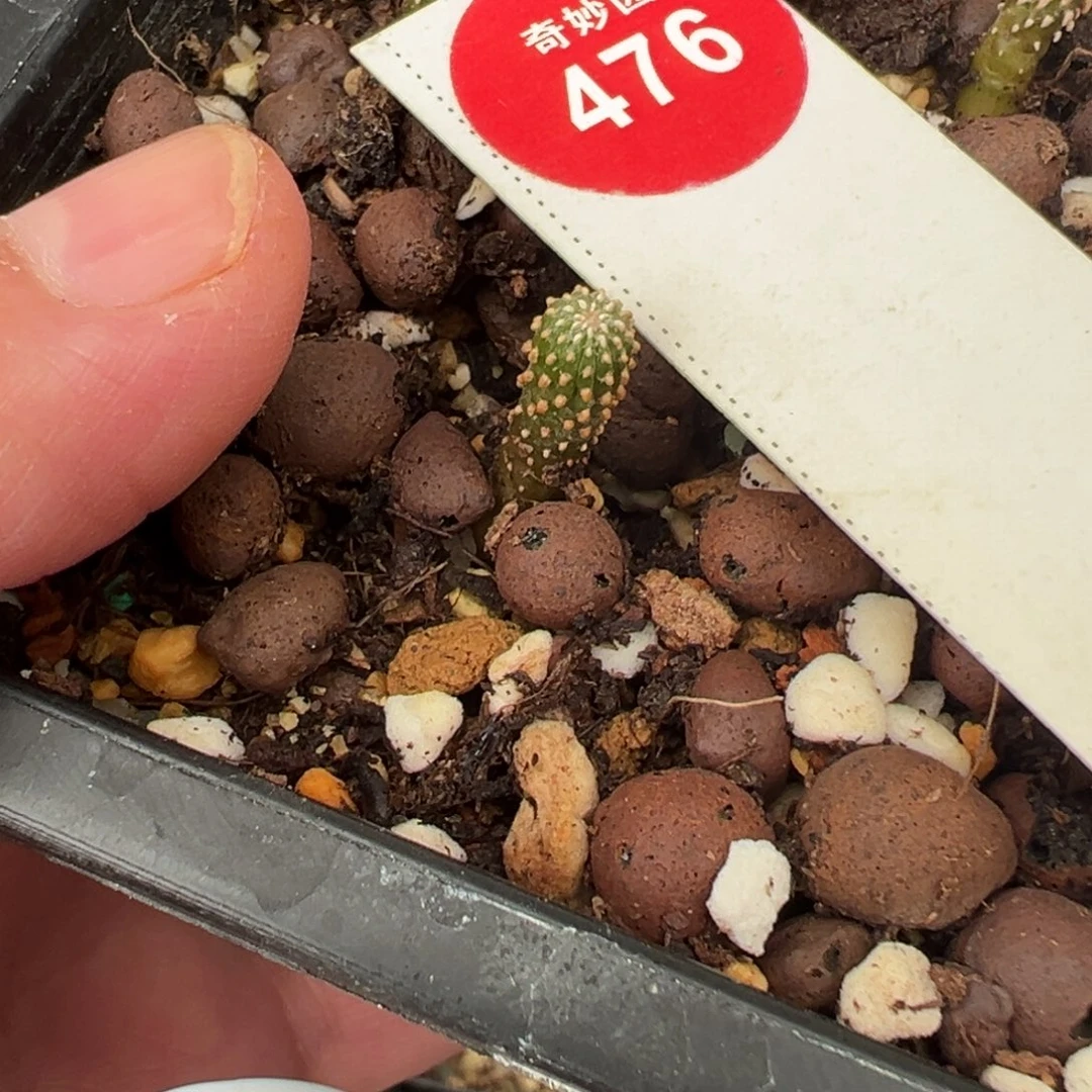 实生薄叶0.6cm一棵仙人球