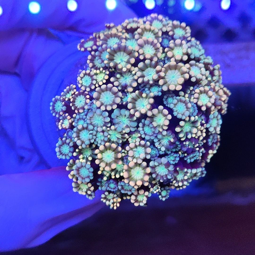 智海海洋珊瑚馆 竞拍链接