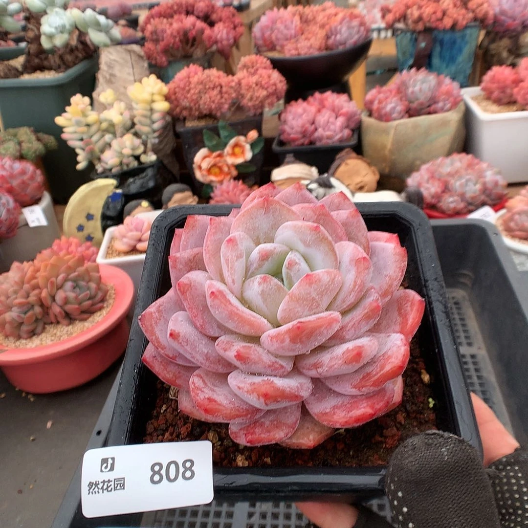 808玫瑰梦露多肉植物6666