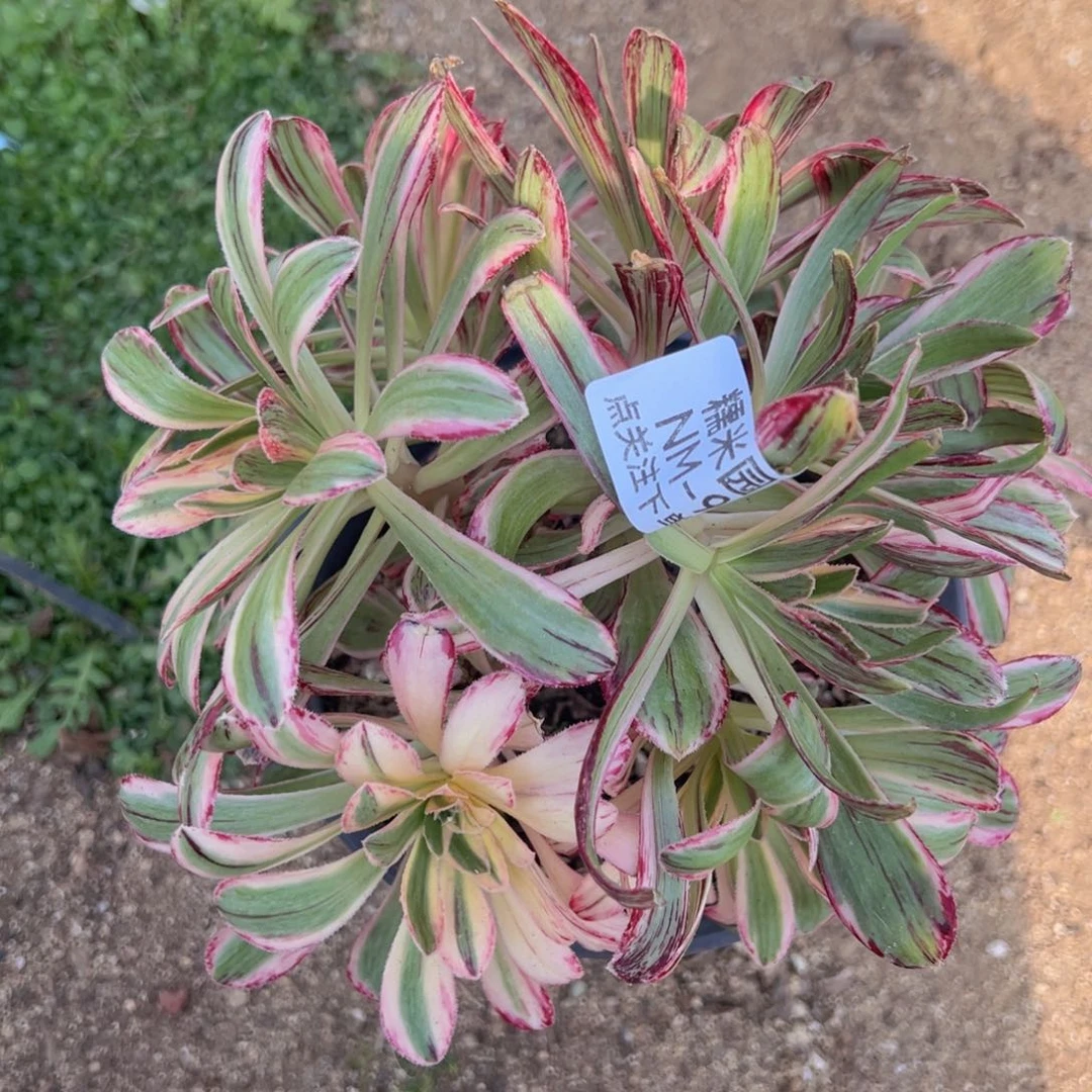 v锦锦多肉植物绣球916