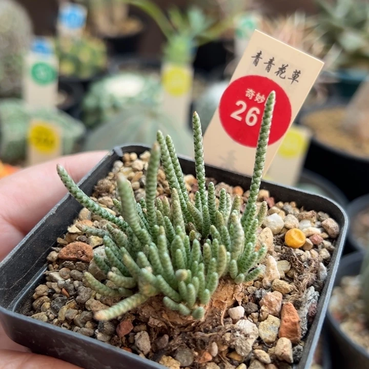 红花韧锦3.3cm一棵仙人球