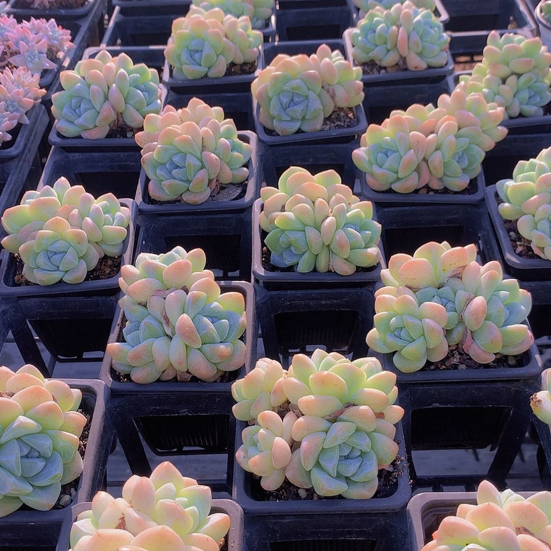 多头冰玉34567789999