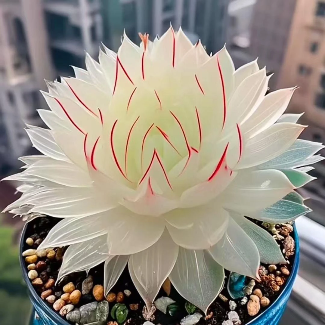 白娘子玉露组合套装带盆带土新手好养多肉植物盆栽