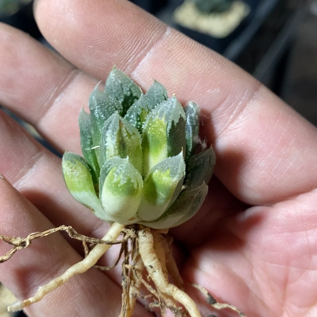 旺***贝2636 一颗福利。