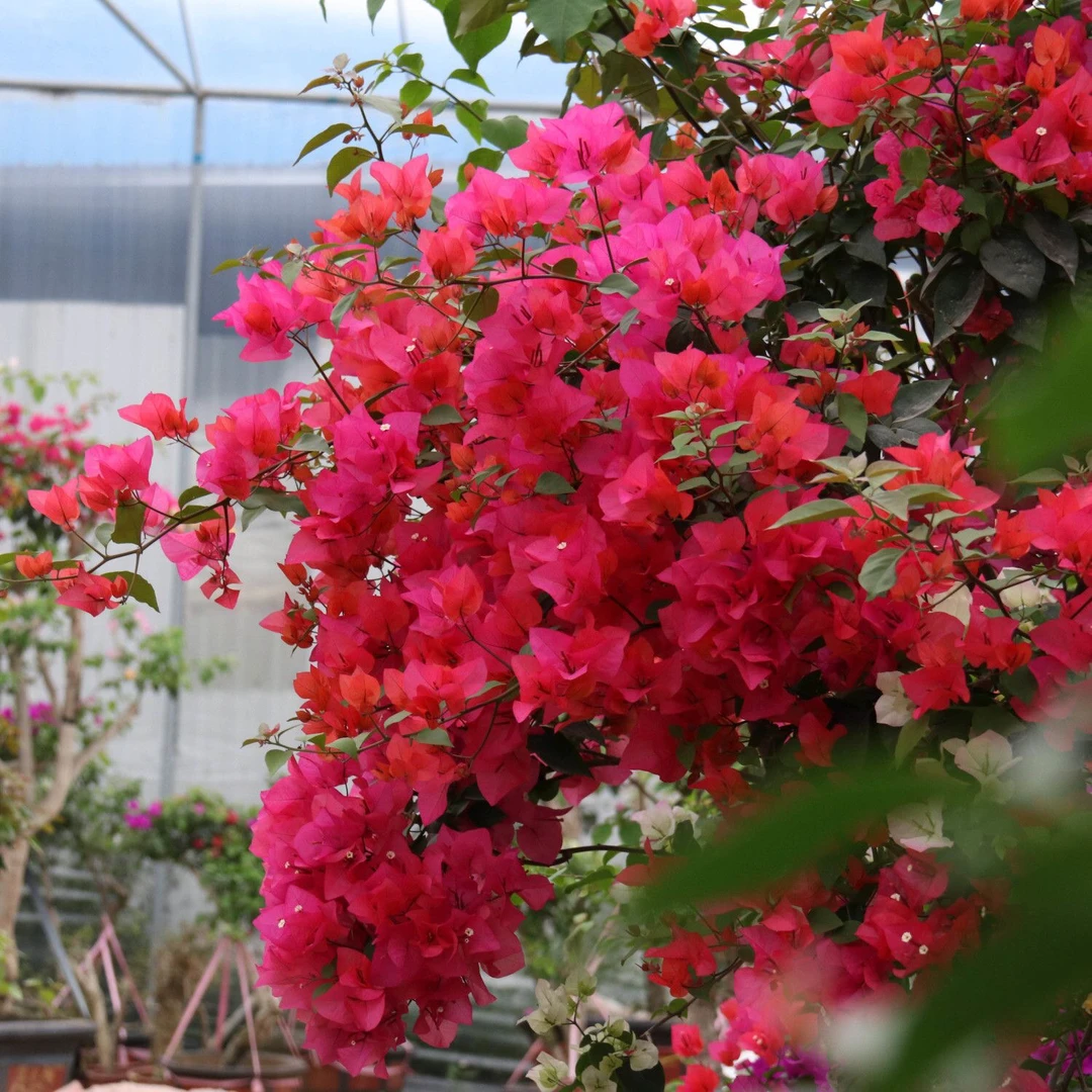 四季同安红 原生袋苗 包对版 不包活