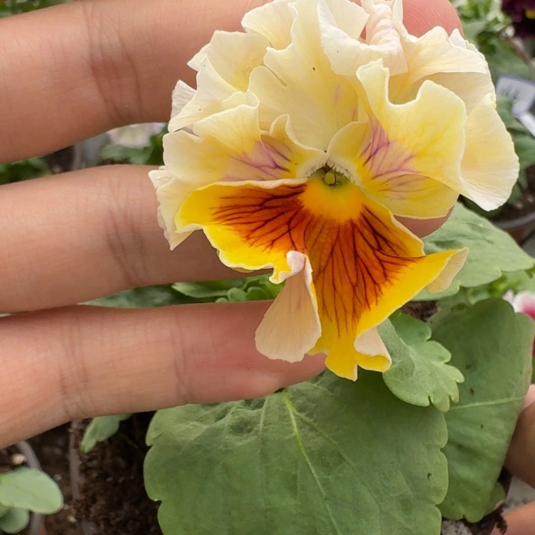 大部分花苞少量开放765