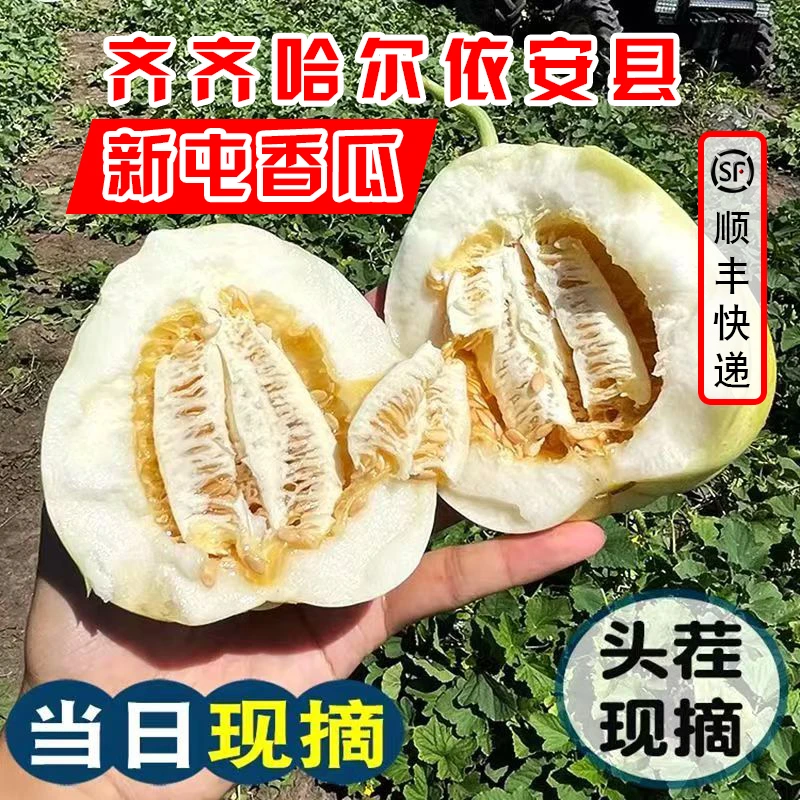 【依安县】【李三好推荐】东北大地香瓜新鲜甜瓜现摘现发水果当季脆瓜