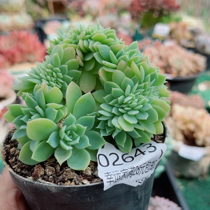 幸运的人会遇到你喜欢你