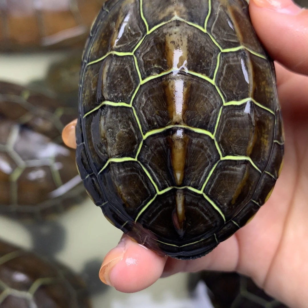 绿毛龟母中华草龟不分公母