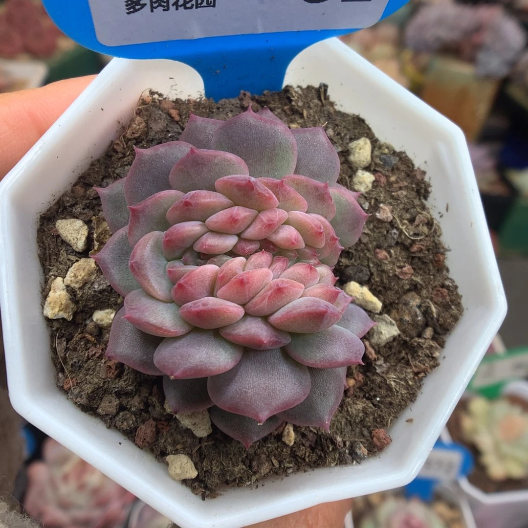 81琥珀缀化多肉植物