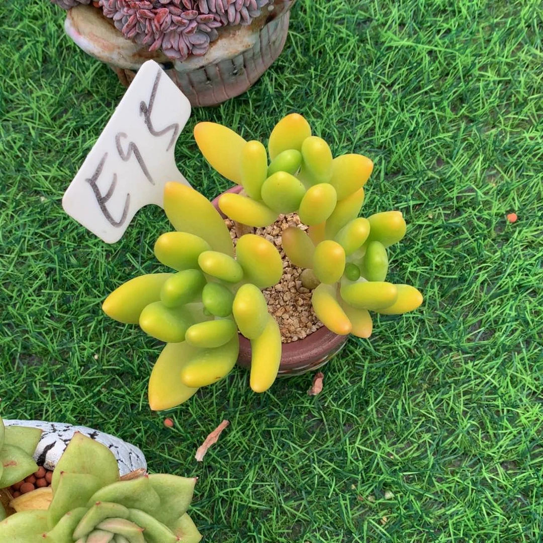 ༆***༊多肉植物6373737373