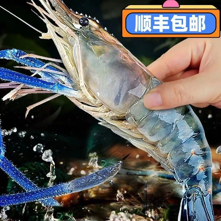 苏州【太湖1 号】苏州太湖顺丰罗氏沼虾大淡水虾海鲜生鲜大虾基围虾