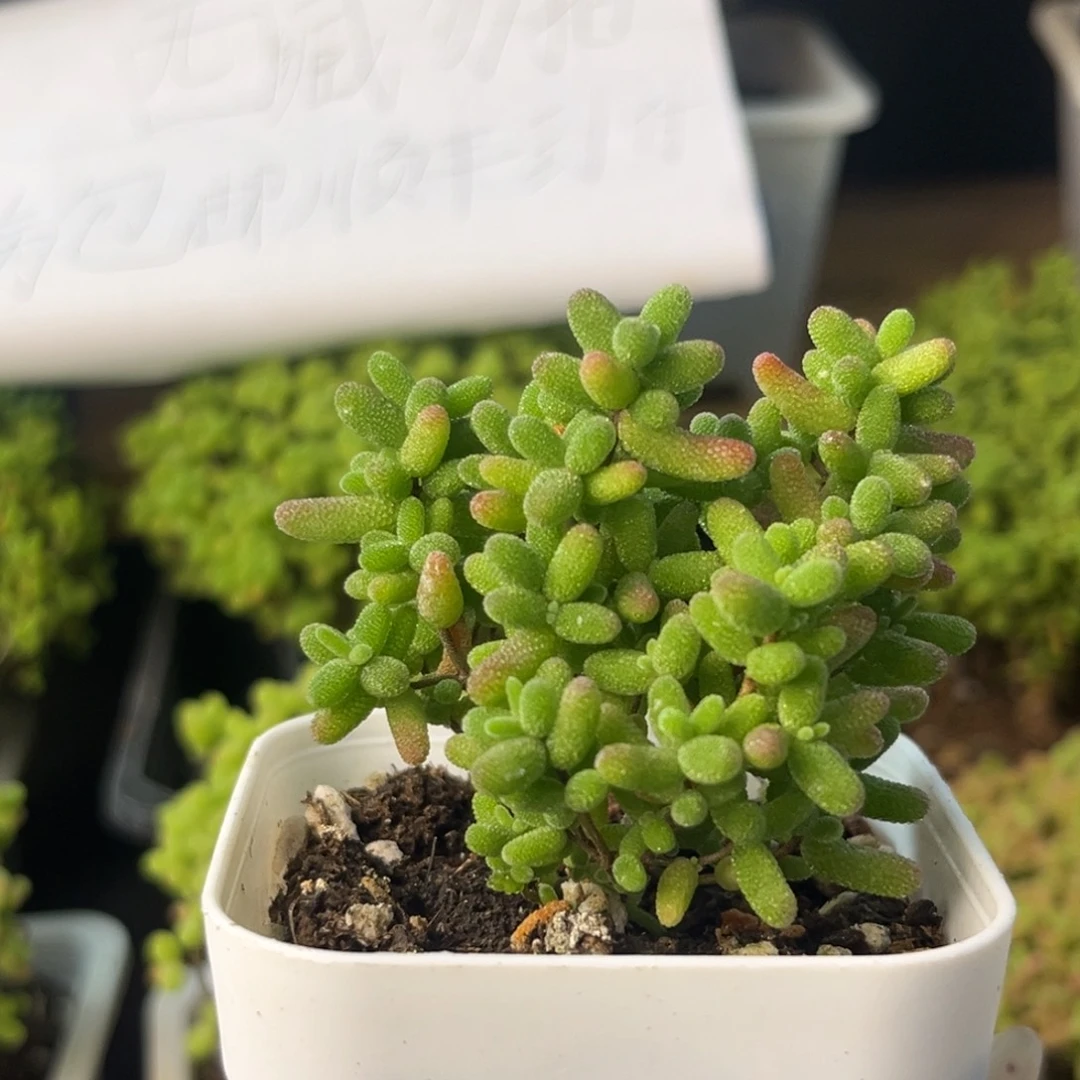 918蜜桔糖球小树。