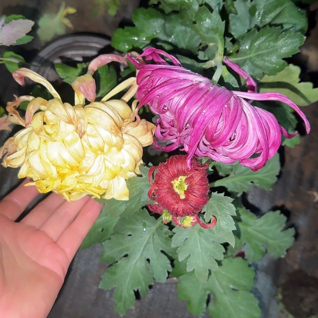 全部花朵N77777777
