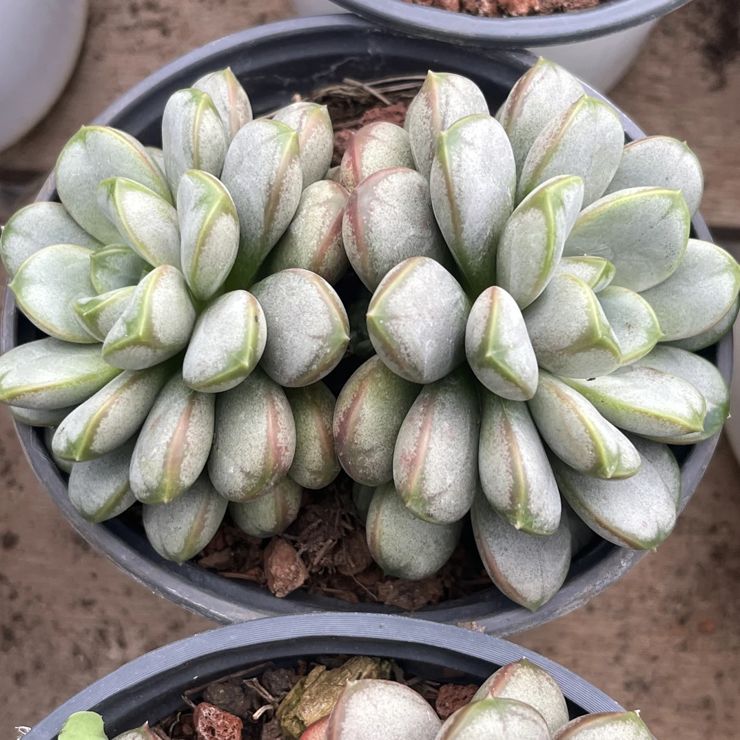 【任意两单包邮】葡萄双头老桩10厘米多肉植物，脱土发货
