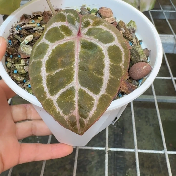 完全开放16号虹霓