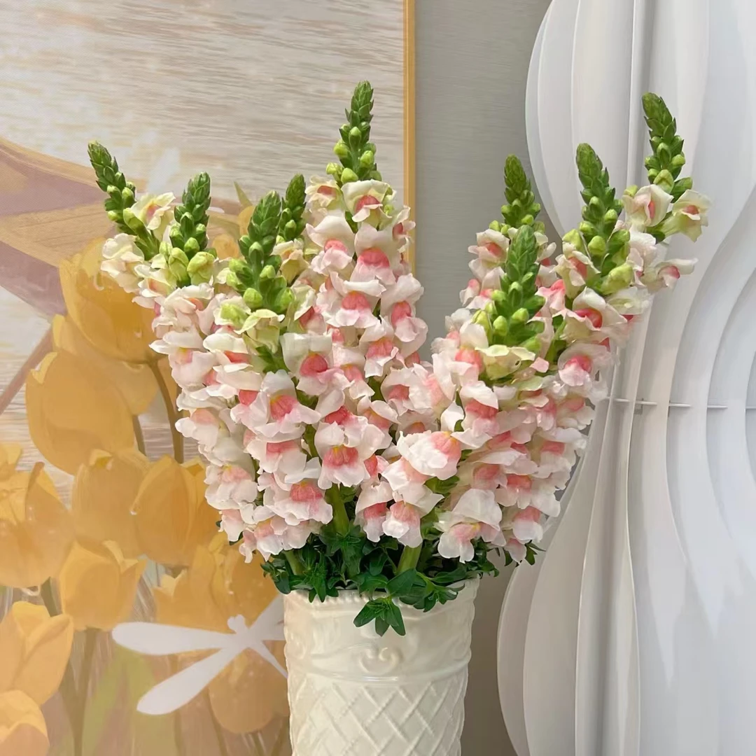 （A级 60cm金鱼草）玫瑰云南基地直发生活鲜花