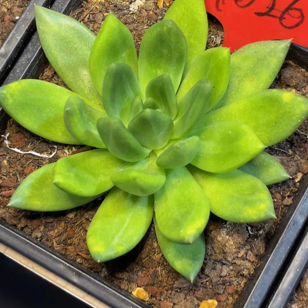 9026下午多肉植物群生