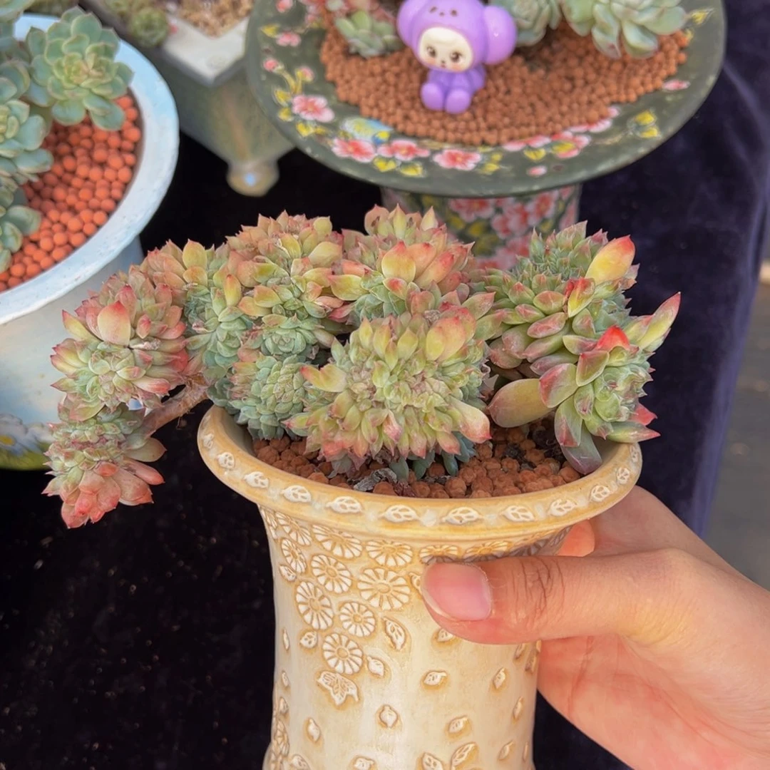 小桃花冰魄缀天天开心