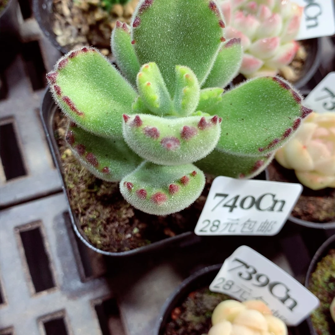5厘米盆精控多肉740