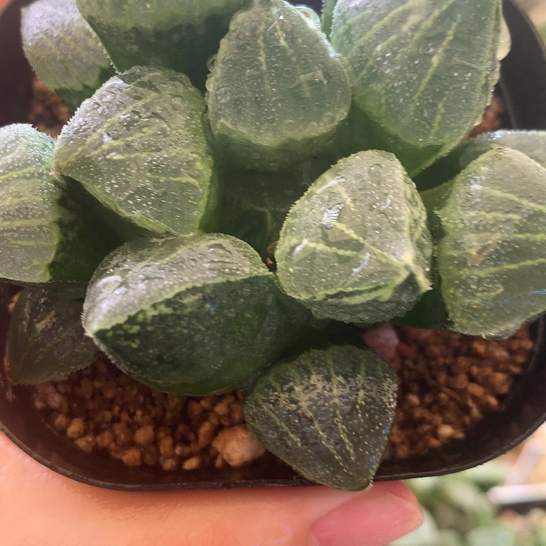 128号，实生寿，带盆带土