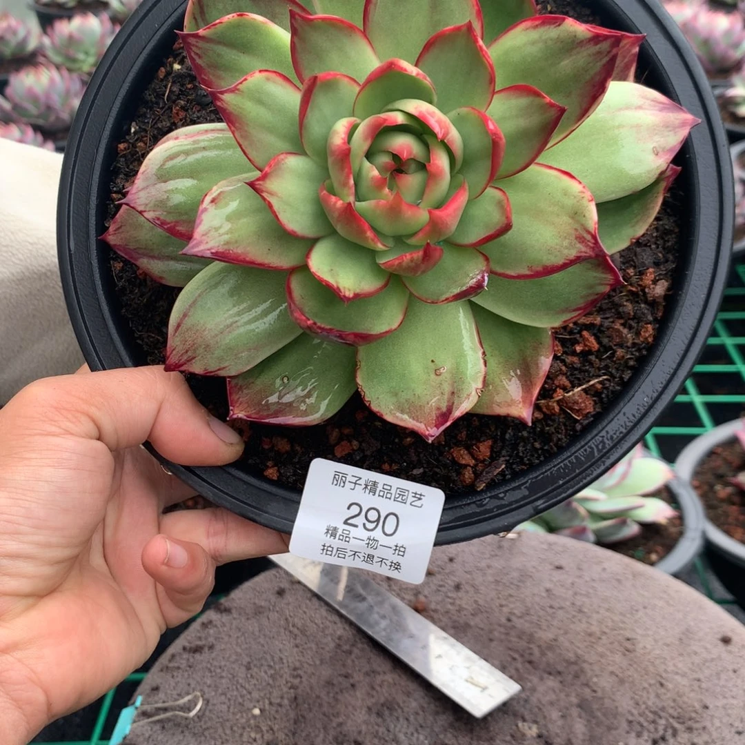 错***择290惊鸿。多肉植物。尺寸13