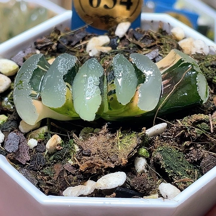 634終極藍錦一物一拍