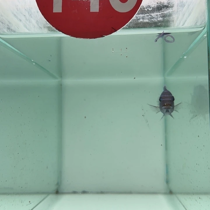 海水146号野生海豚斑马