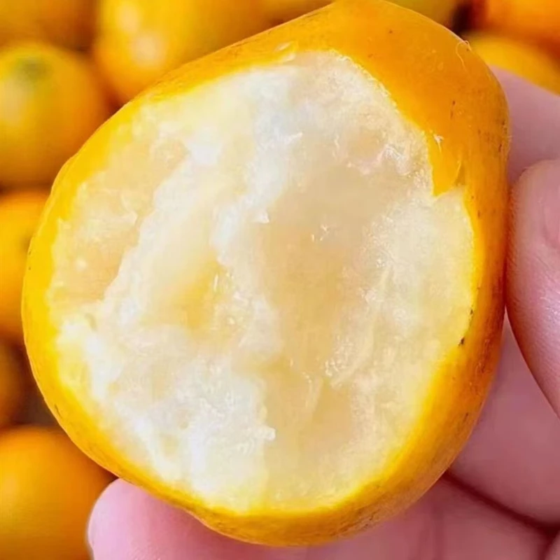 YP 广西-脆蜜金柑