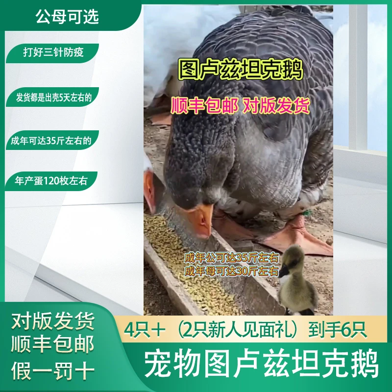 宠物图卢兹坦克鹅发货都是出壳5天左右的公母可选顺丰包邮