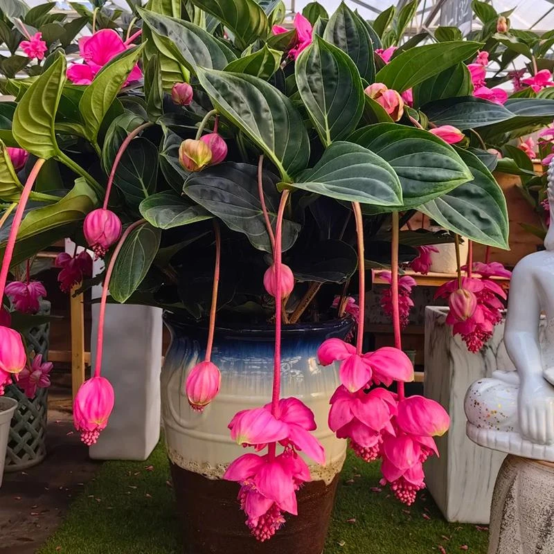 精品大棵 宝莲灯盆栽带花苞大苗高级花卉室内绿植高端植物多年生