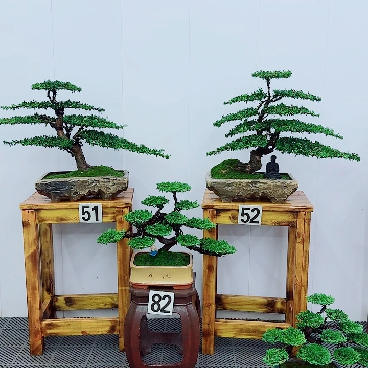 无花朵松柏盆景，一物一拍