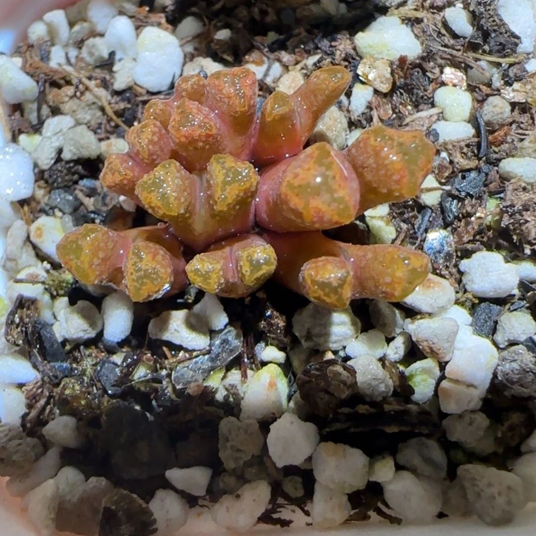 肉锥多肉植物百科-火柴133