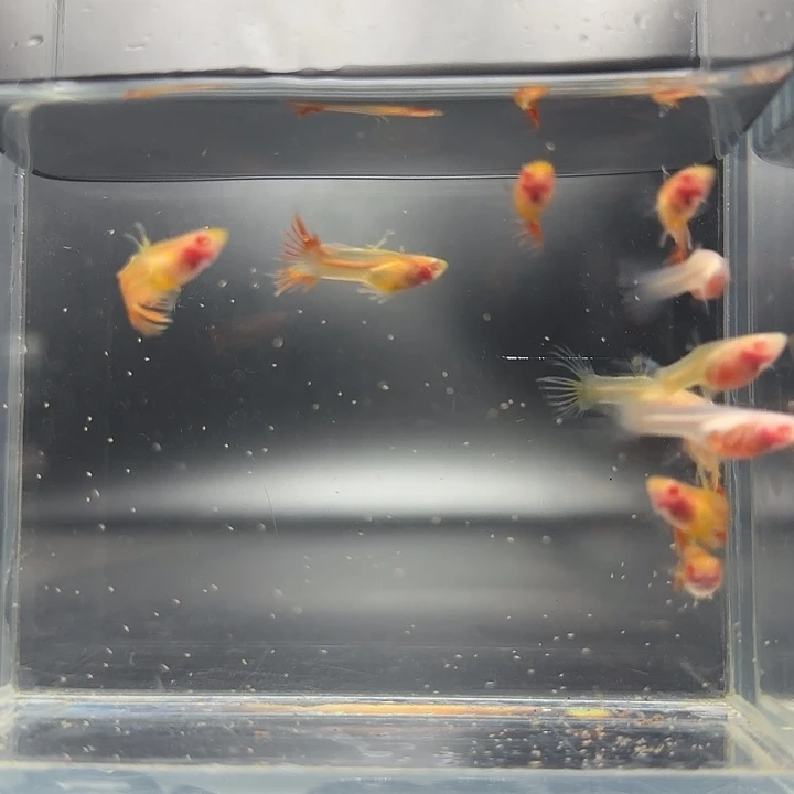 孔雀鱼蓝白玻璃冠尾7公4母特价