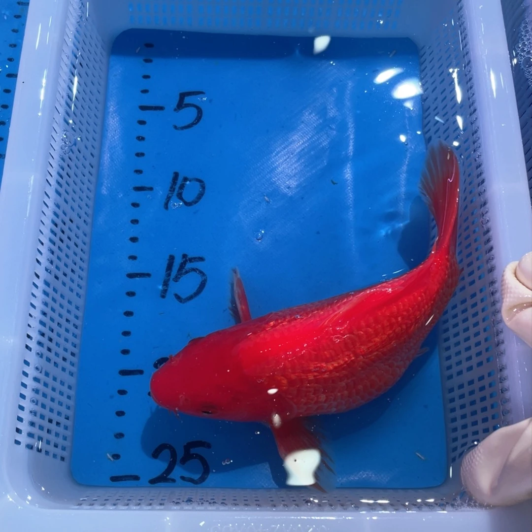 蝴蝶鲤锦鲤闪鳞的荷包包邮