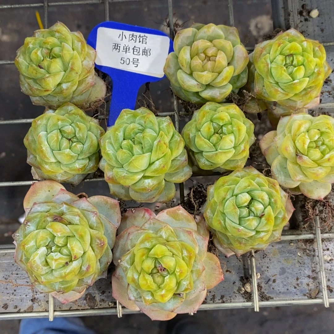 50-开播福利玫瑰花粉钻单头五个