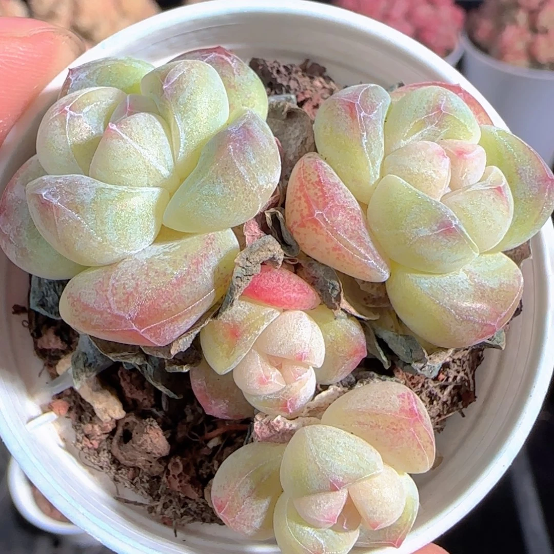 多肉1227-109冰玉4头