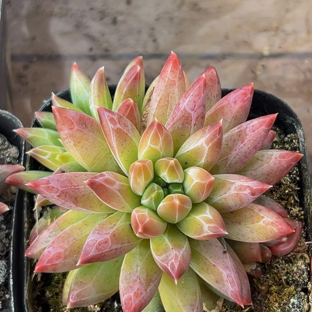 桔云多肉美人精品系列