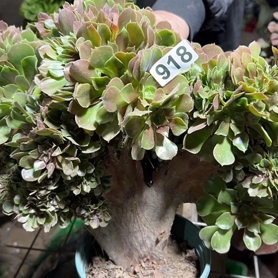 似****一颗多肉法师 918