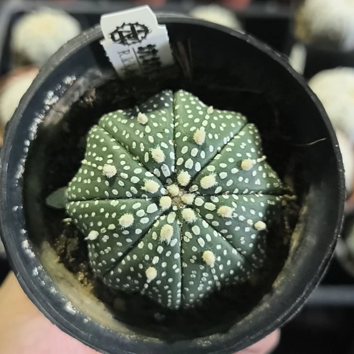 奇迹5.2一物一拍脱土发货