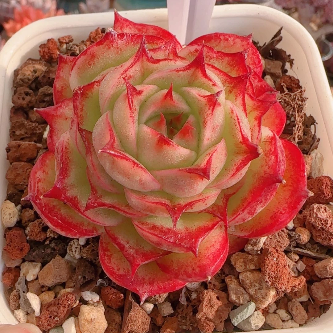 多肉植物3358……………..