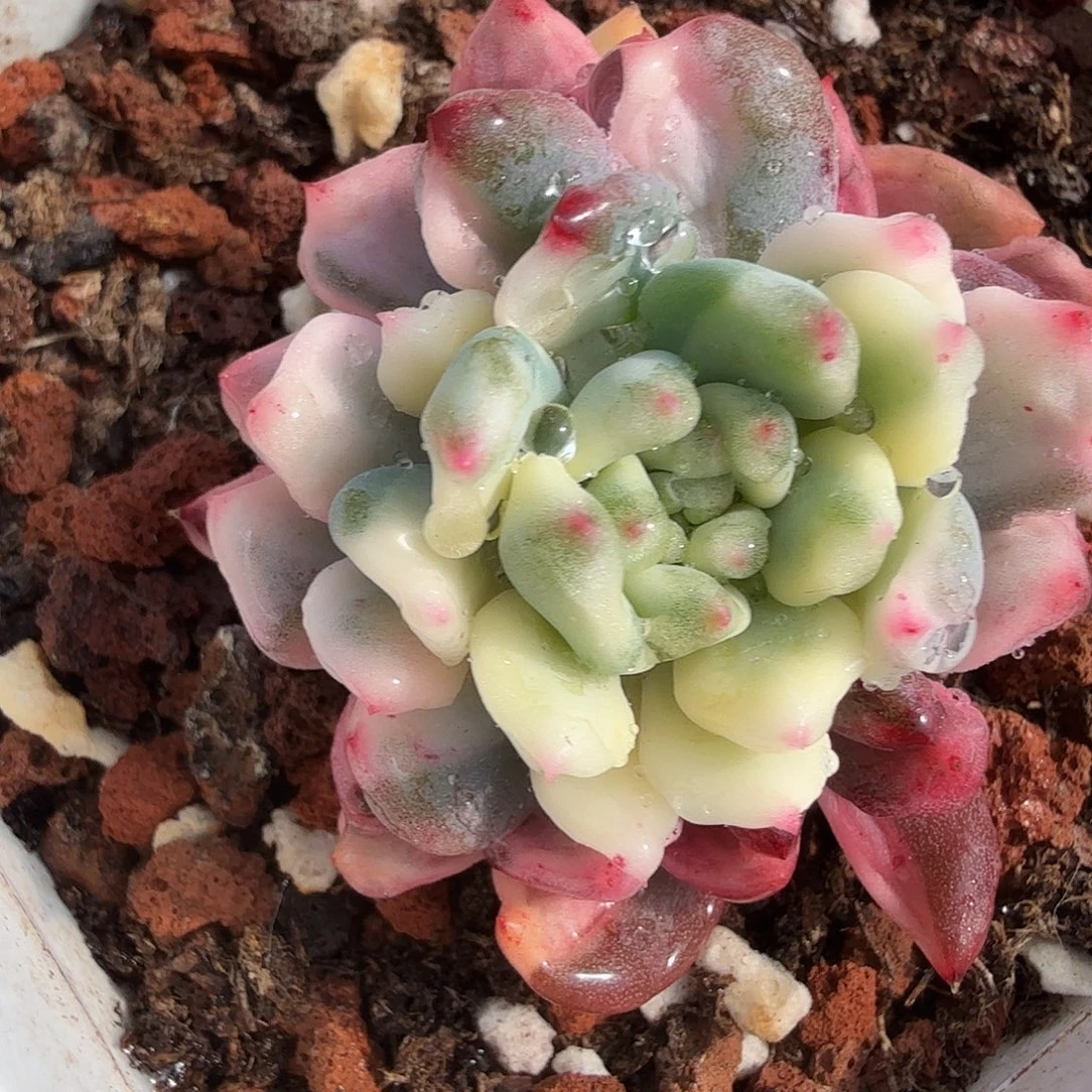 蓝苹果锦，多肉植物