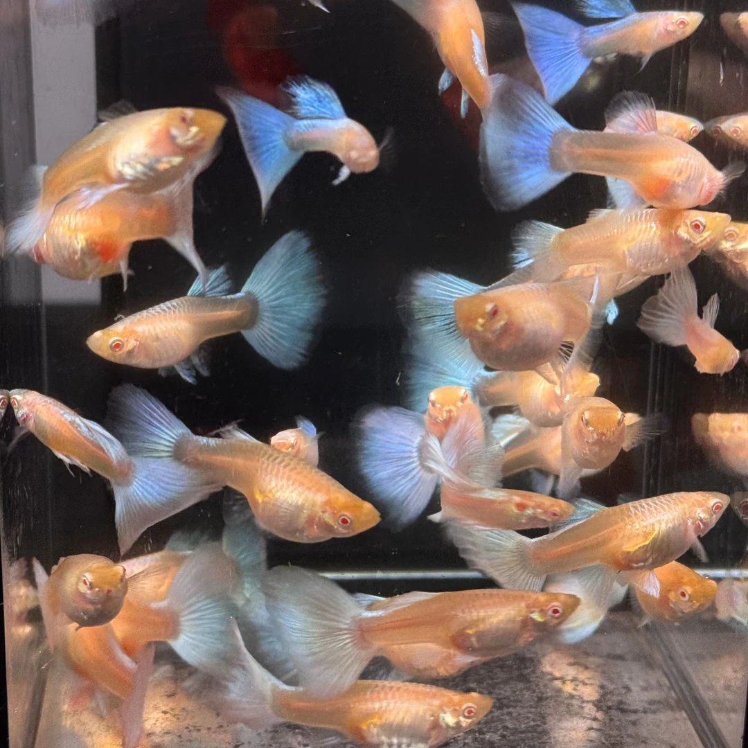 天空蓝孔雀鱼孕母待产大尾巴 大鱼4-5个月种鱼级别 小鱼2-3个月