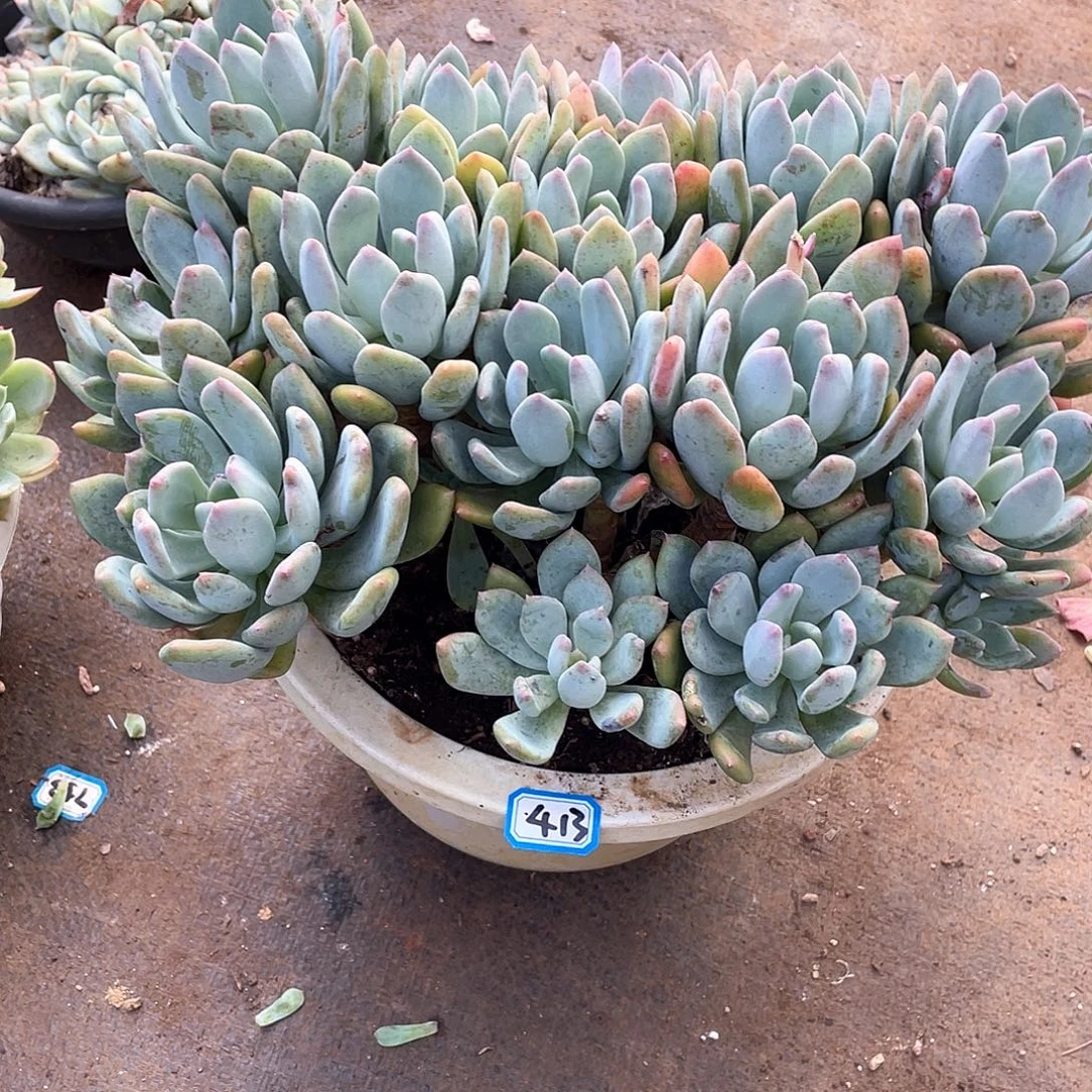 413灰姑娘 一物一拍多肉